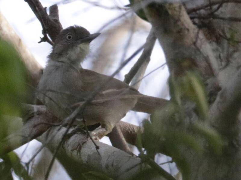 Fischer's Greenbul, Photos 2