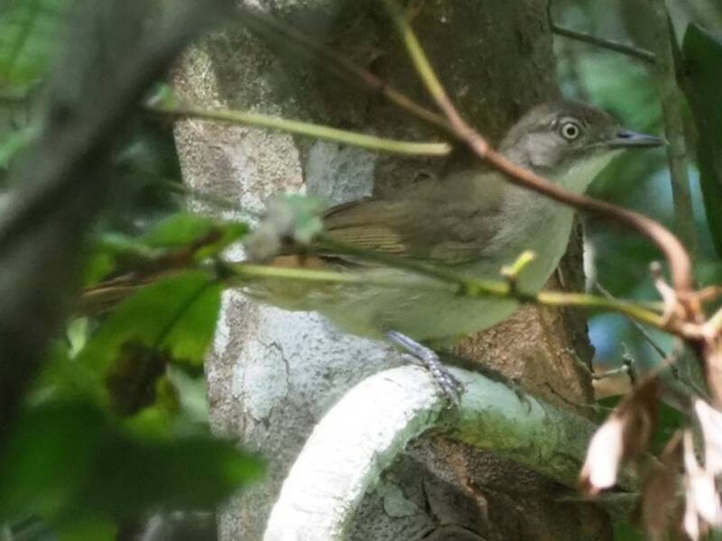 Fischer's Greenbul, Photos 3