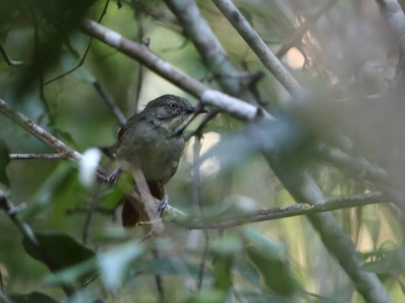 Fischer's Greenbul, Photos 4