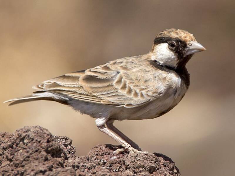 Allodola passerina di Fischer, Foto 4