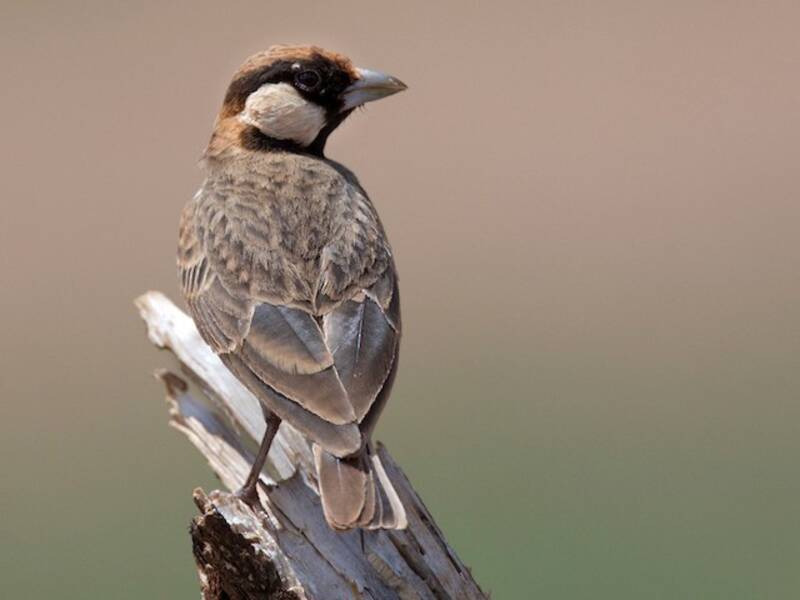Allodola passerina di Fischer, Foto 3