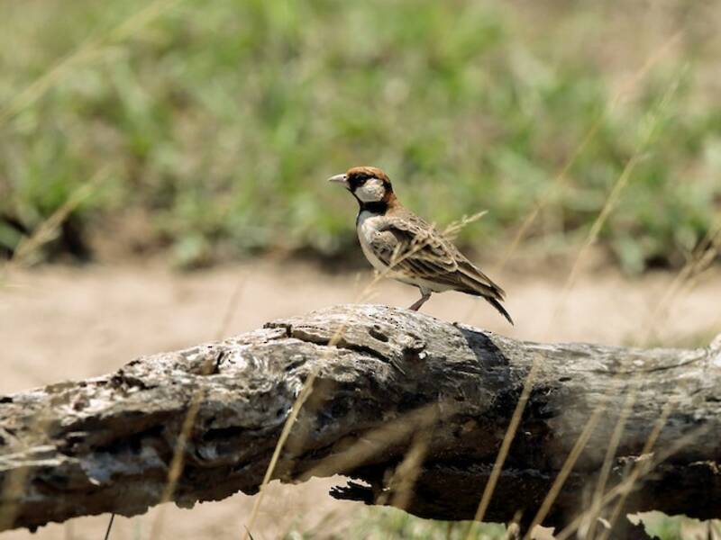 Fischer's Sparrow-Lark