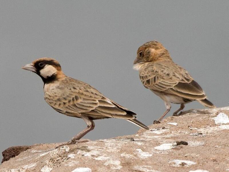 Allodola passerina di Fischer, Foto 2