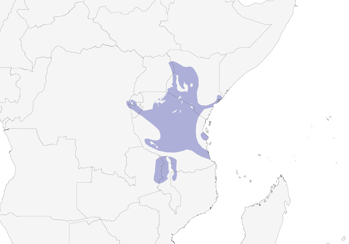 Allodola passerina di Fischer, Distribuzione 1