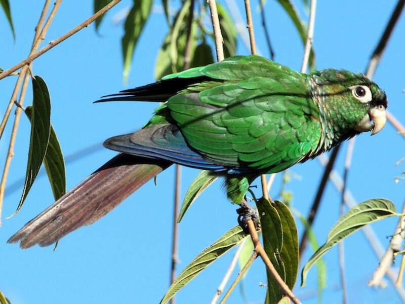 Conure à épaulettes, Photos 2