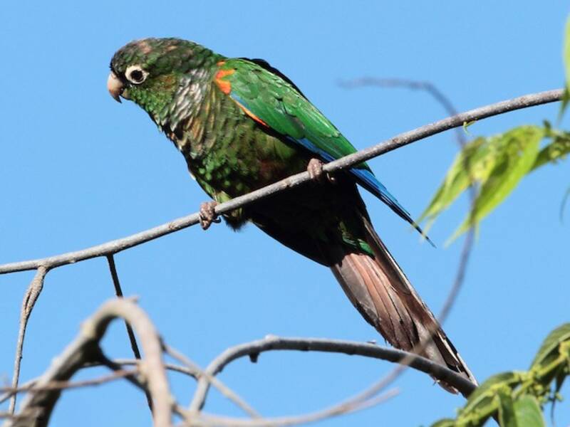 Conure à épaulettes, Photos 3