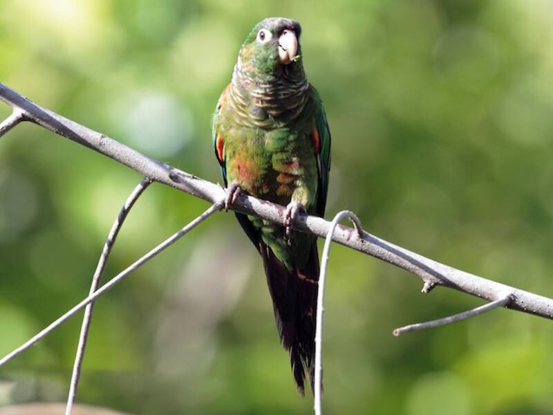 Conure à épaulettes, Photos 4