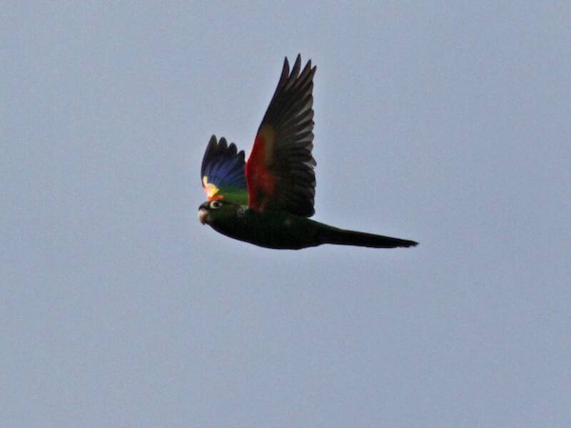 Conure à épaulettes