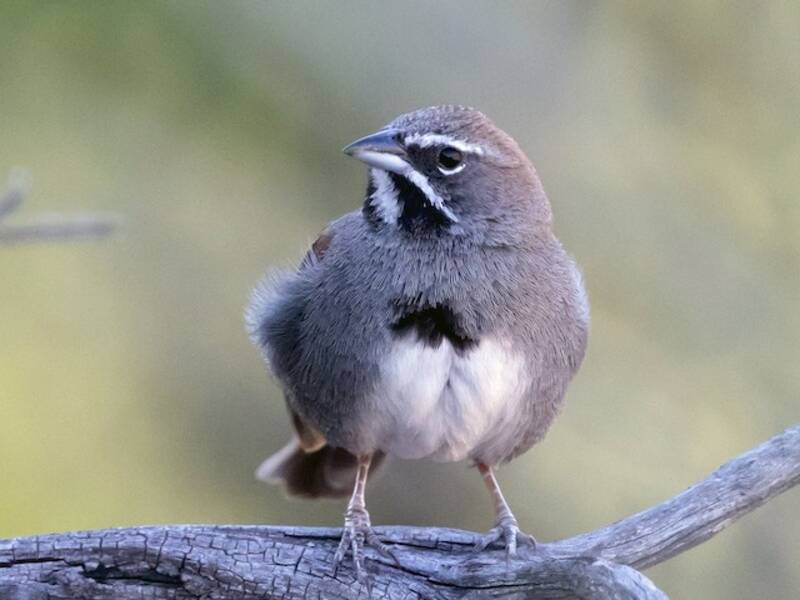 Bruant à cinq raies, Photos 2