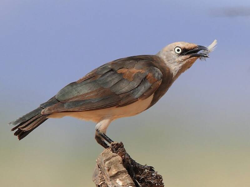 Fischer's Starling, 照片 4