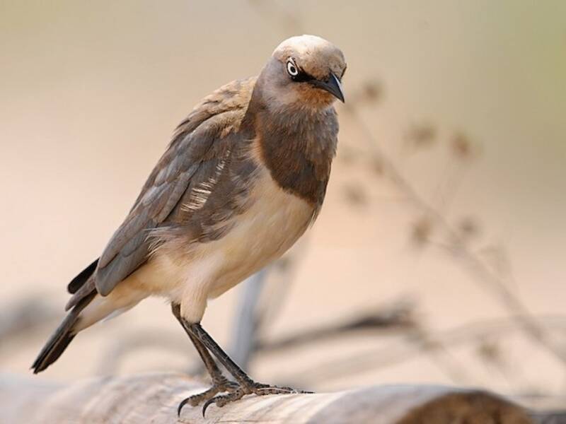 Fischer's Starling, 照片 3