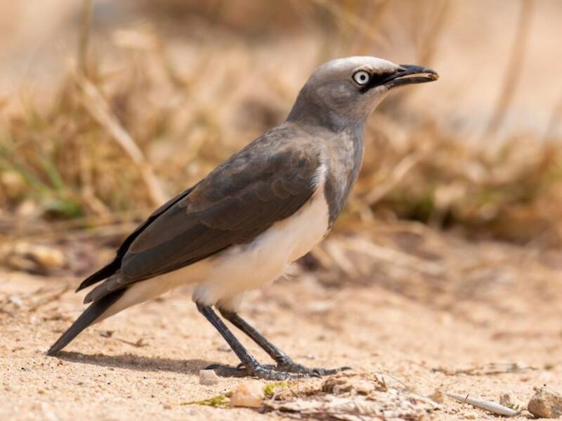 Fischer's Starling, 照片 2