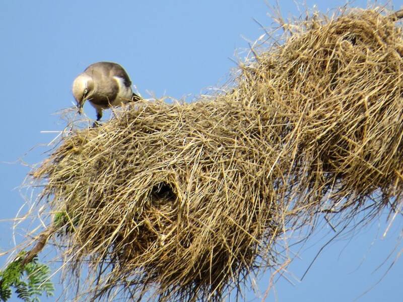 Fischer's Starling