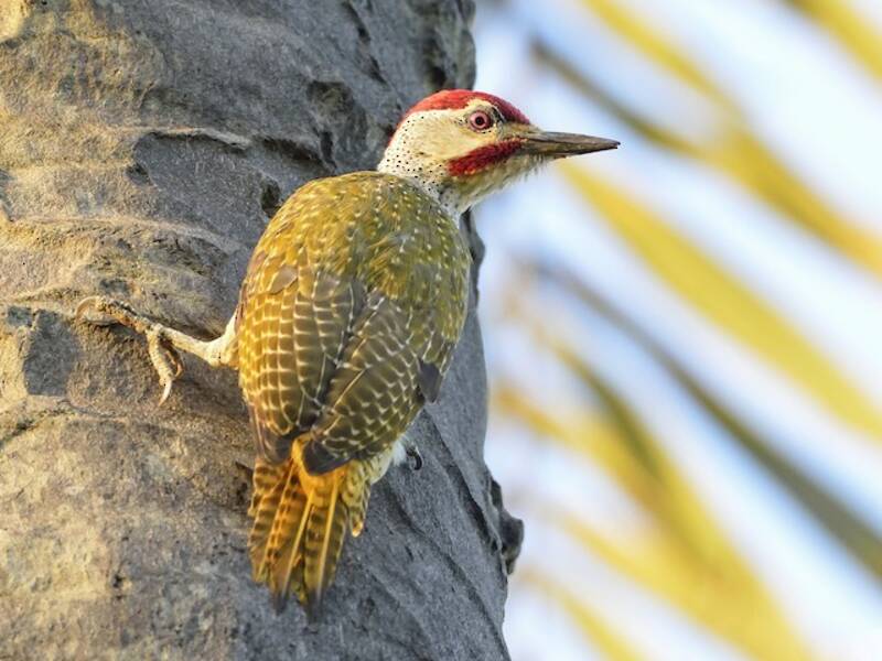 Fine-spotted Woodpecker, 照片 2
