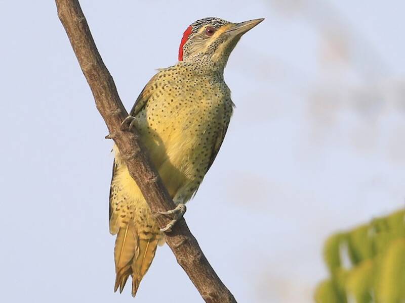 Fine-spotted Woodpecker, 照片 3