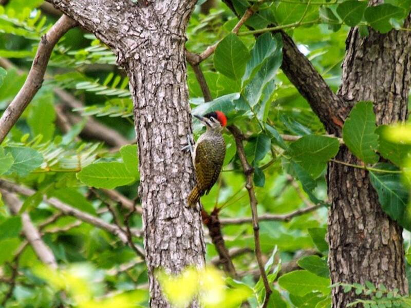 Fine-spotted Woodpecker
