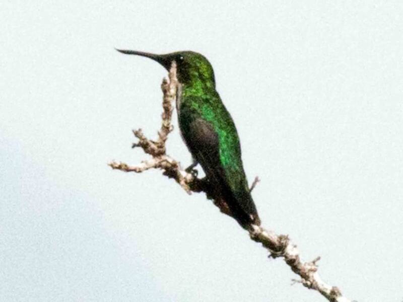 Colibri avocette, Photos 4