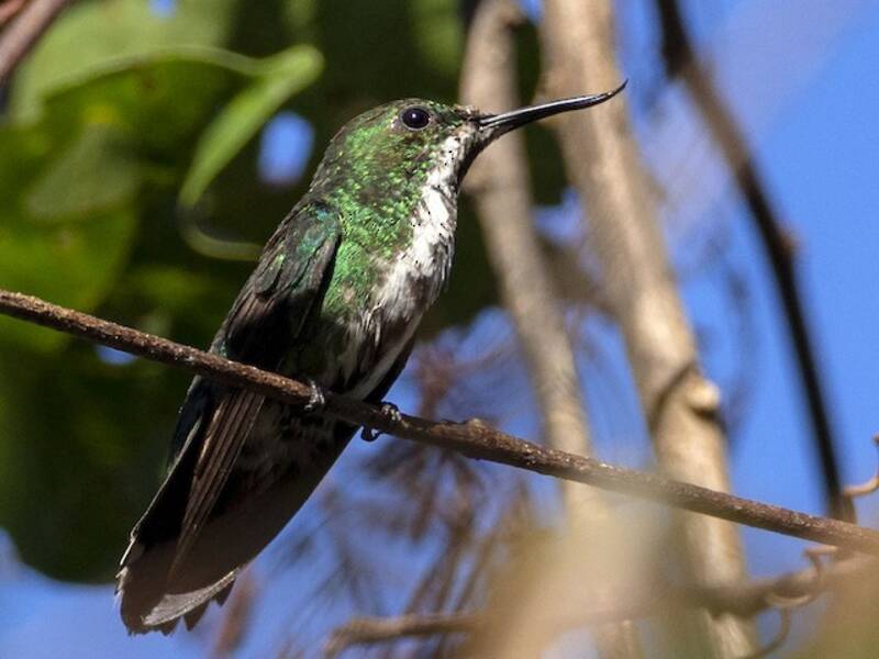 Colibri avocette, Photos 3