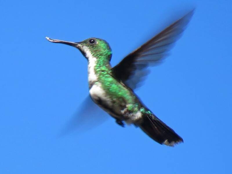 Colibri avocette