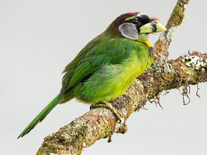 Fire-tufted Barbet, Photos 3