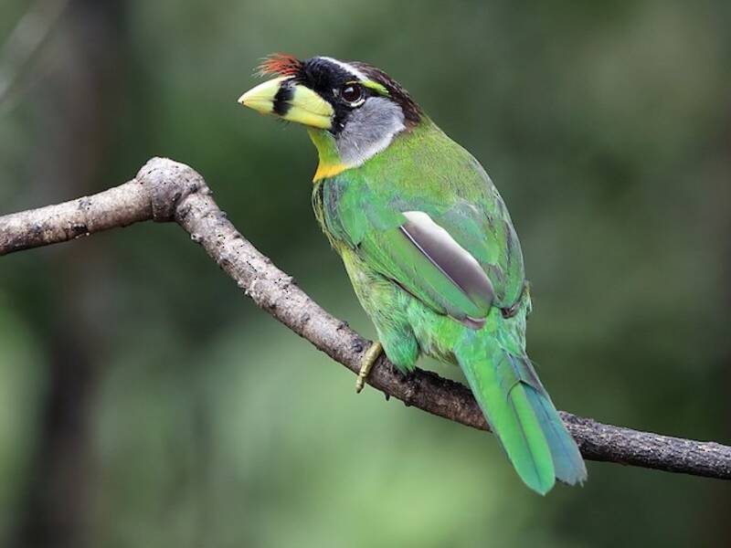 Barbet à toupet rouge