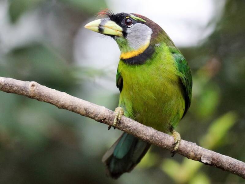 Fire-tufted Barbet, Photos 2