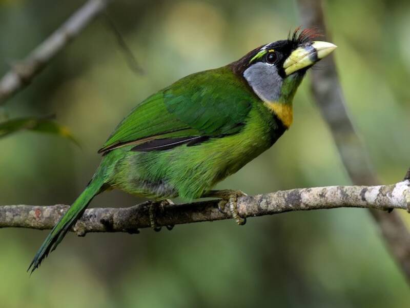 Fire-tufted Barbet, Photos 4