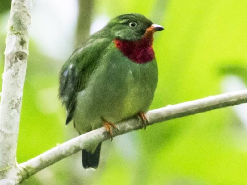 Cotinga à gorge écarlate