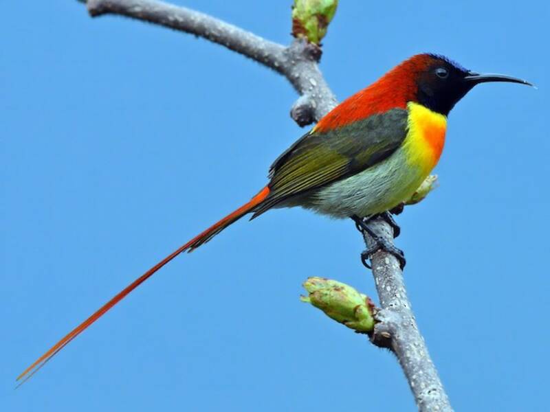 Nettarinia codafocata, Foto 3