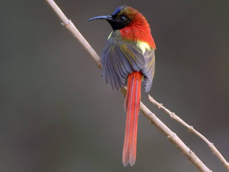 Nettarinia codafocata