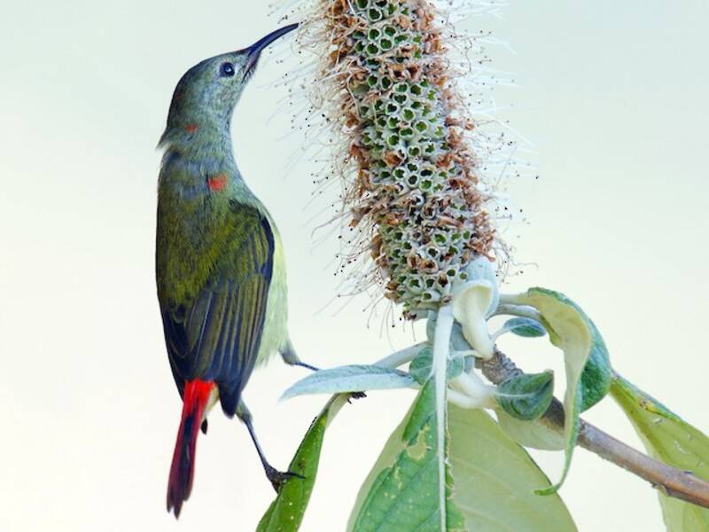 Nettarinia codafocata, Foto 2