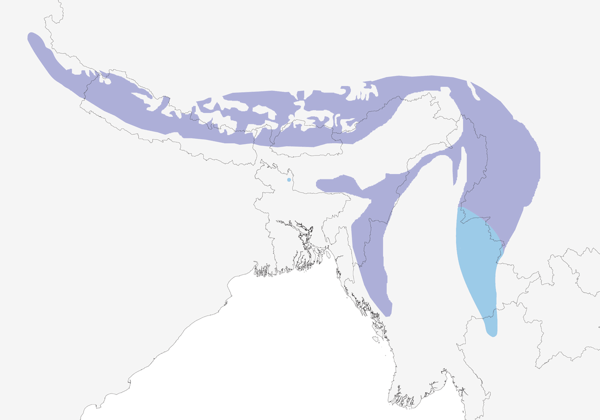 Nettarinia codafocata, Distribuzione 1