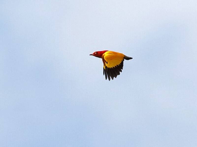 Flame Bowerbird