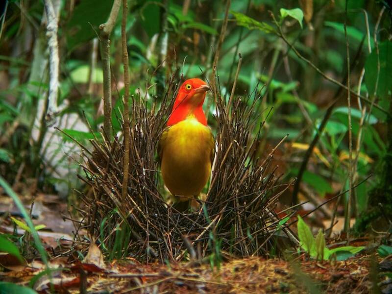 Uccello giardiniere fiamma, Foto 2