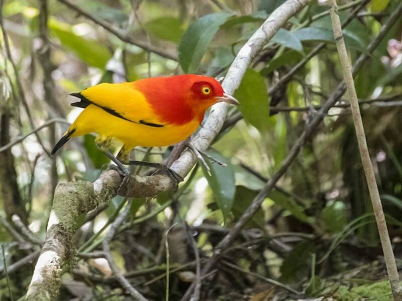 Uccello giardiniere fiamma, Foto 4