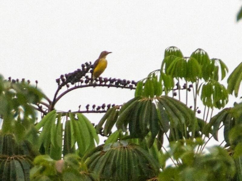 Uccello giardiniere fiamma, Foto 3