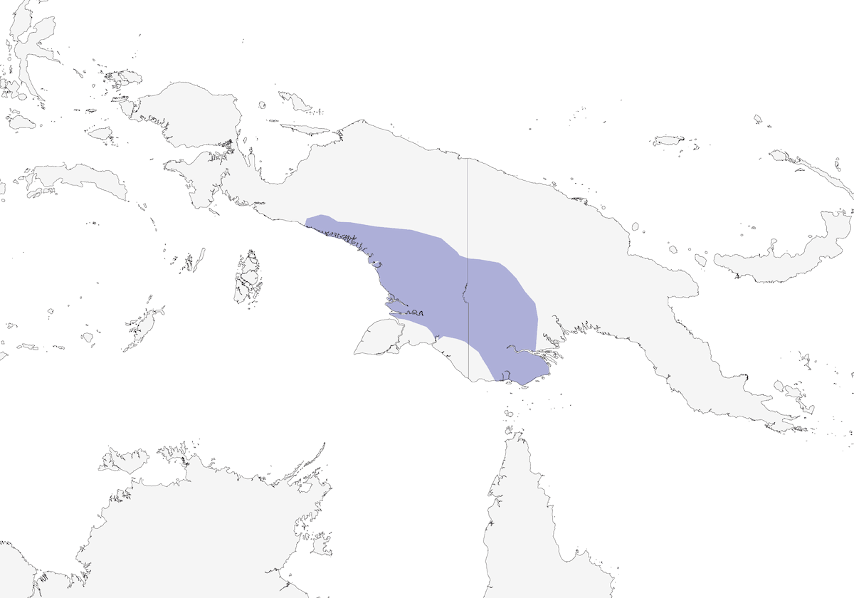 Uccello giardiniere fiamma, Distribuzione 1