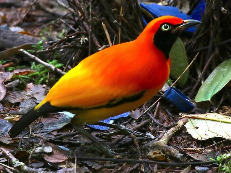 Uccello giardiniere mascherato