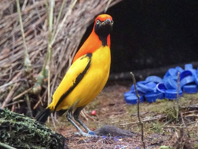 Uccello giardiniere mascherato, Foto 2