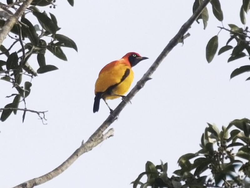 Uccello giardiniere mascherato, Foto 4