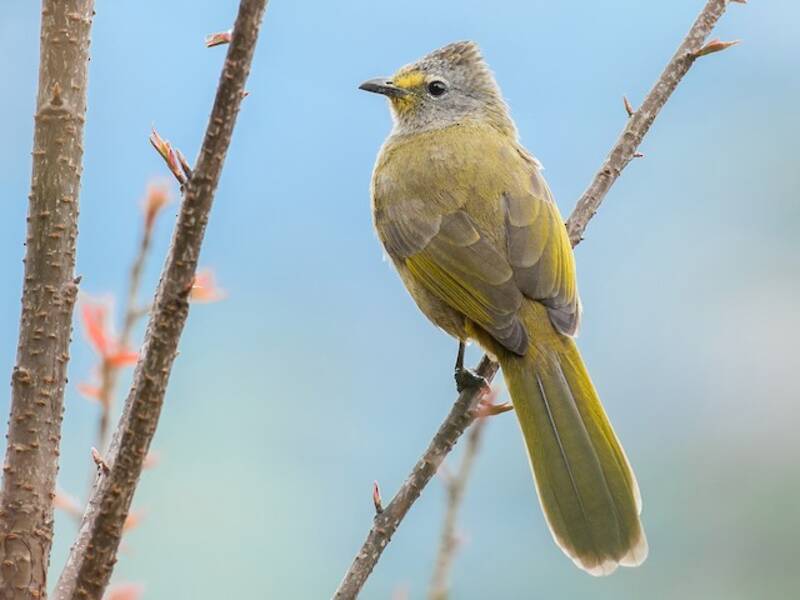 Flavescent Bulbul