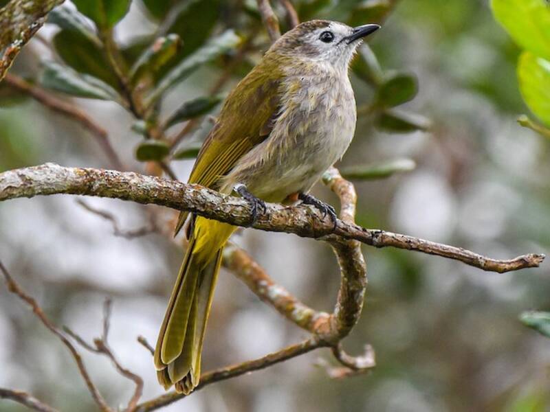 Pale-faced Bulbul, Photos 3