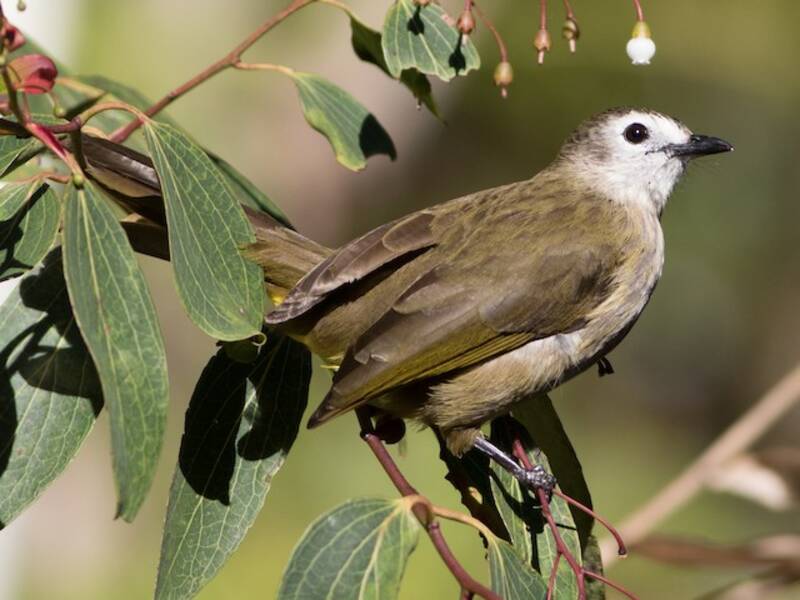 Pale-faced Bulbul, Photos 2
