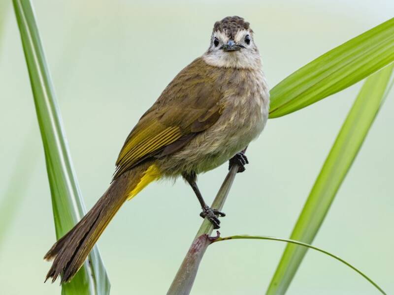 Pale-faced Bulbul, Photos 4