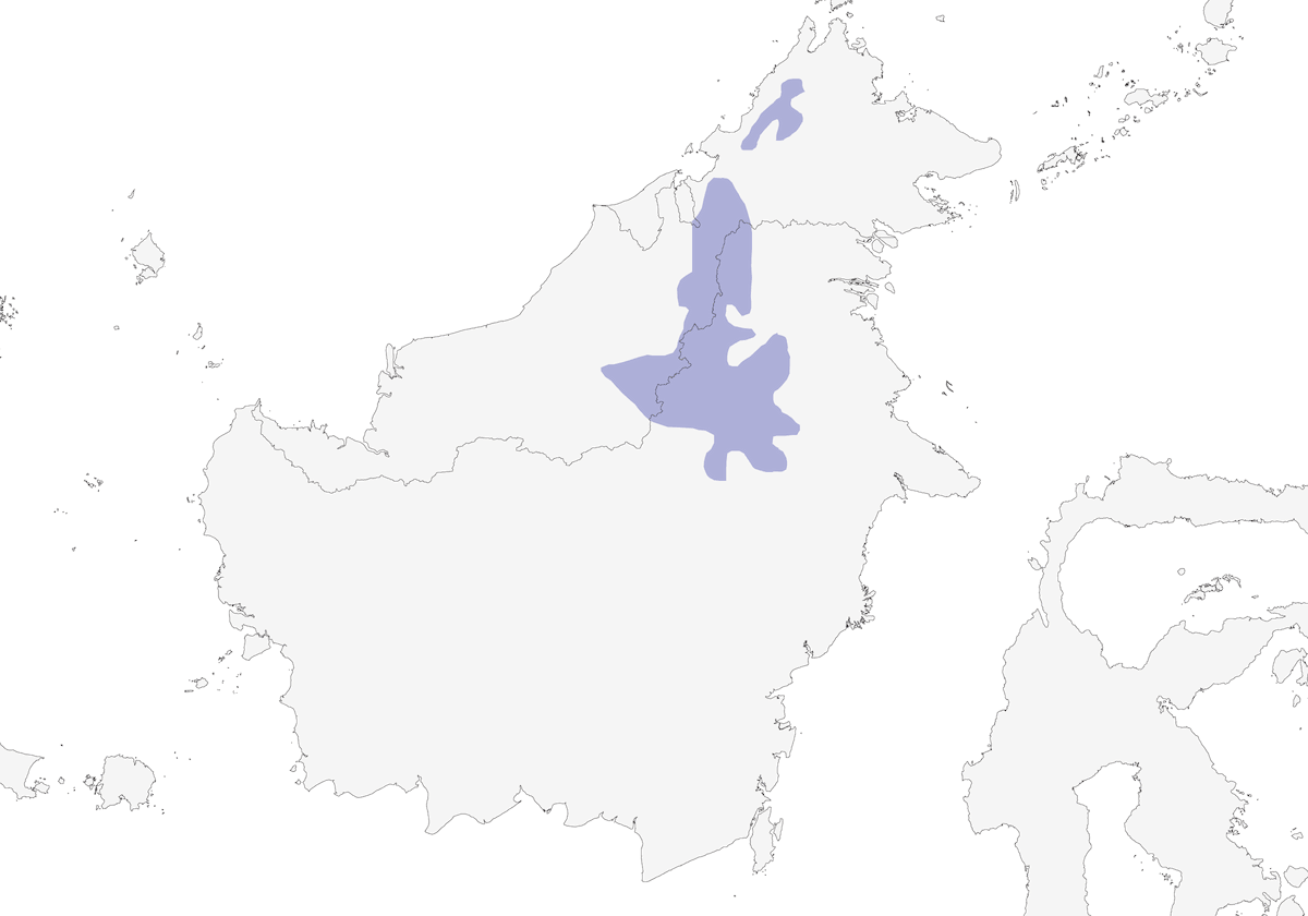 Pale-faced Bulbul, Distribution 1