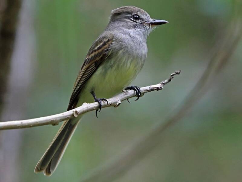 Flammulated Flycatcher (Ramphotrigon flammulatum)