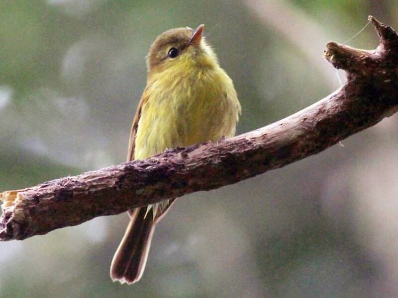 Gelbbauch-Fliegenschnäpper, Fotos 4