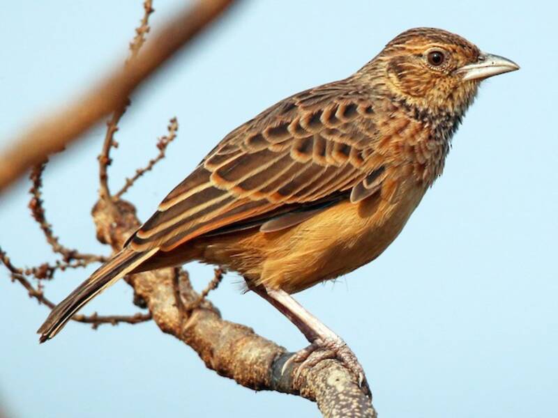 Flappet Lark, Photos 3