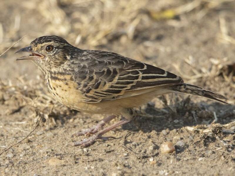 Flappet Lark, Photos 2