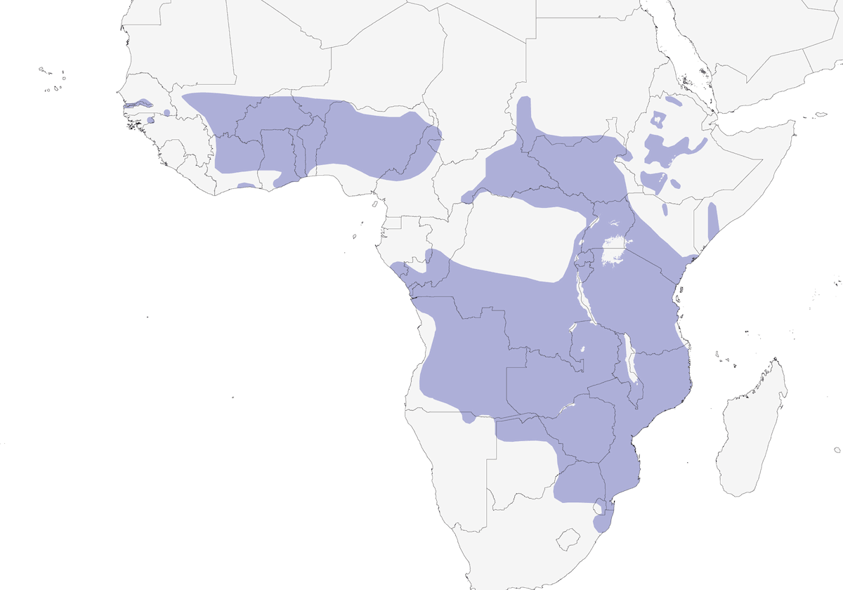 Flappet Lark, Distribution 1